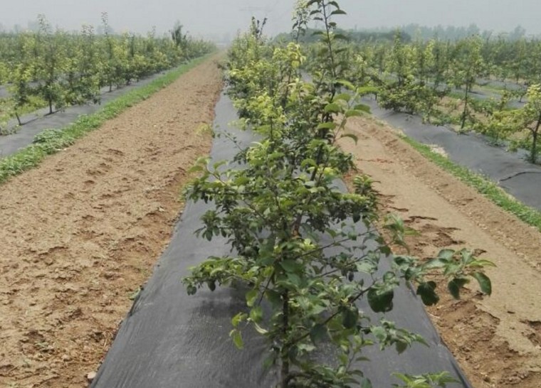 防草布、除草布