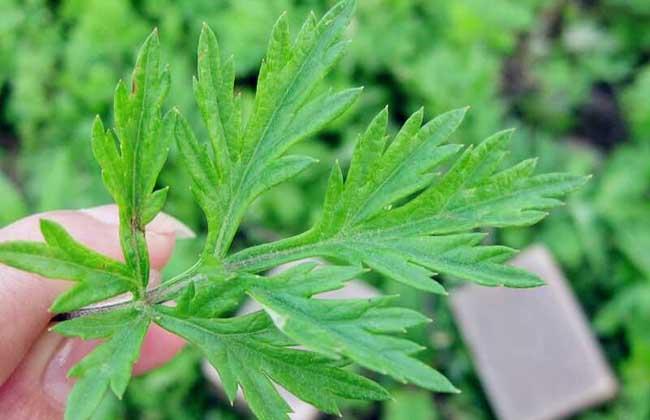 艾葉泡腳的功效與作用：長期用艾葉泡腳，身體會有哪些改變？